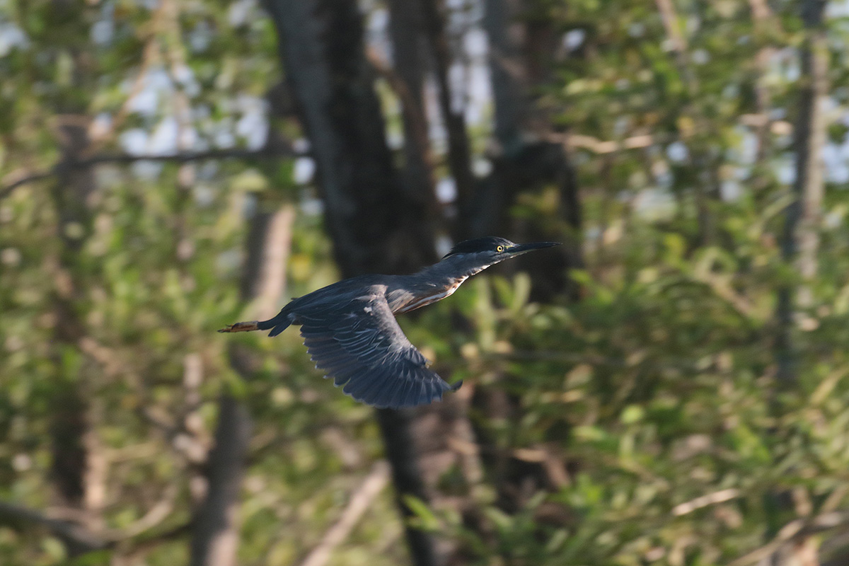 Striated Heron